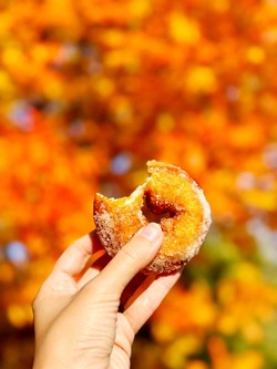 Apple Hill Donuts