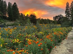 You Pick Farms Apples Pumpkins Flowers 