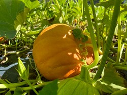 U Pick Apples Flowers Pumpkins